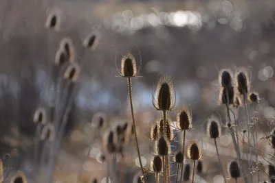 DSC_6035 (Large).JPG